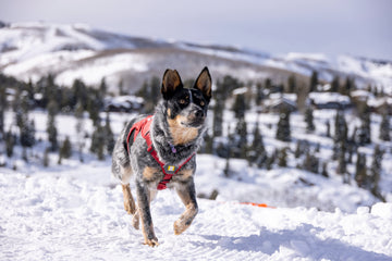 Deer Valley Ski Patrol working with the Avalanche Rescue Dogs.
