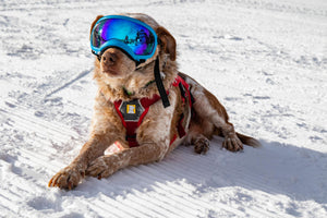 Help Support the Deer Valley Avalanche dog program at Deer Valley by purchasing Avi dog merchandise.