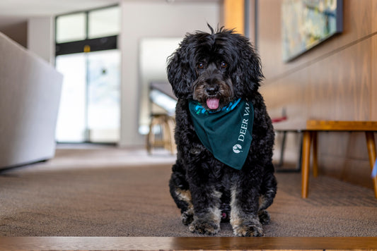 Dog Kerchief