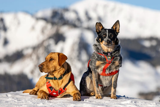 Tingo - Avalanche Rescue Dog Plush