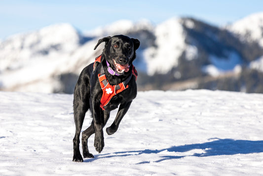 Maggie - Avalanche Rescue Dog Plush