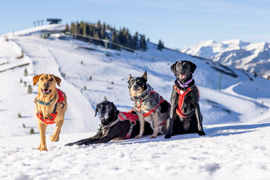 Pacha - Avalanche Rescue Dog Plush